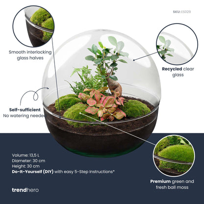 DIY Dome XL terrarium met Ficus Ginseng en Fittonia planten