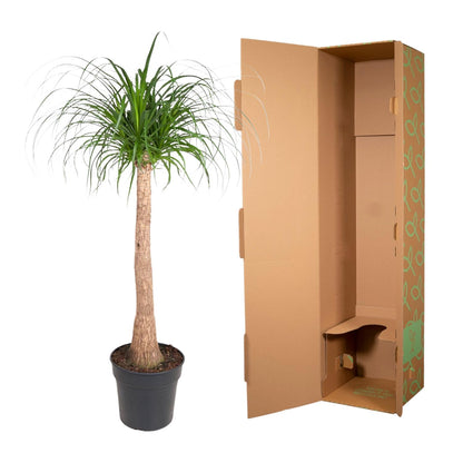 Beaucarnea stam | Kamerplant