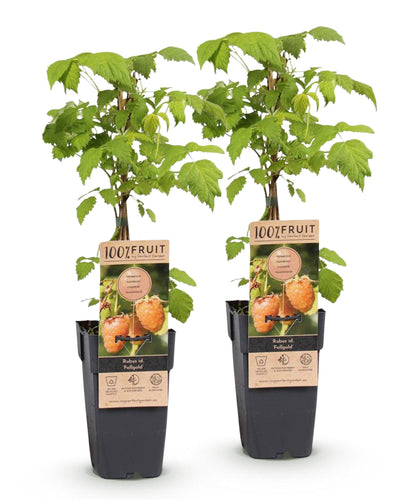 2x Fruitplant | Rubus idaeus Fallgold | Frambozenplant | Winterhard | Gele Framboos