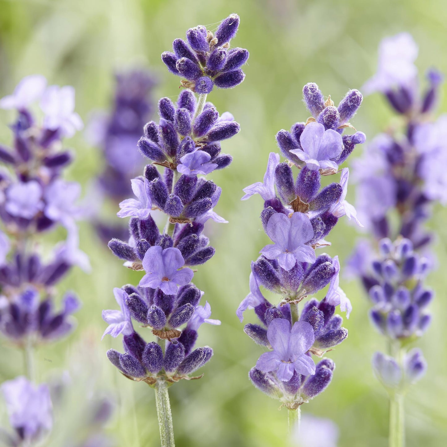 Lavandula angustifolia Hidcote – lavendelplant met paarse bloemen – potmaat 9 cm