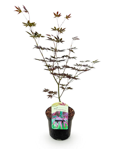 Acer palmatum ‘Trompenburg’ – Spectaculaire herfstkleuren