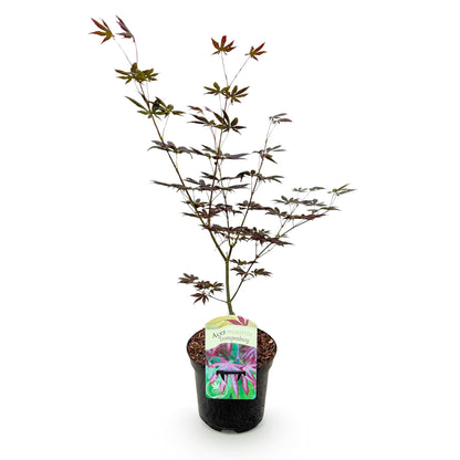 Acer palmatum ‘Trompenburg’ – Japanse esdoorn met rode herfstkleuren