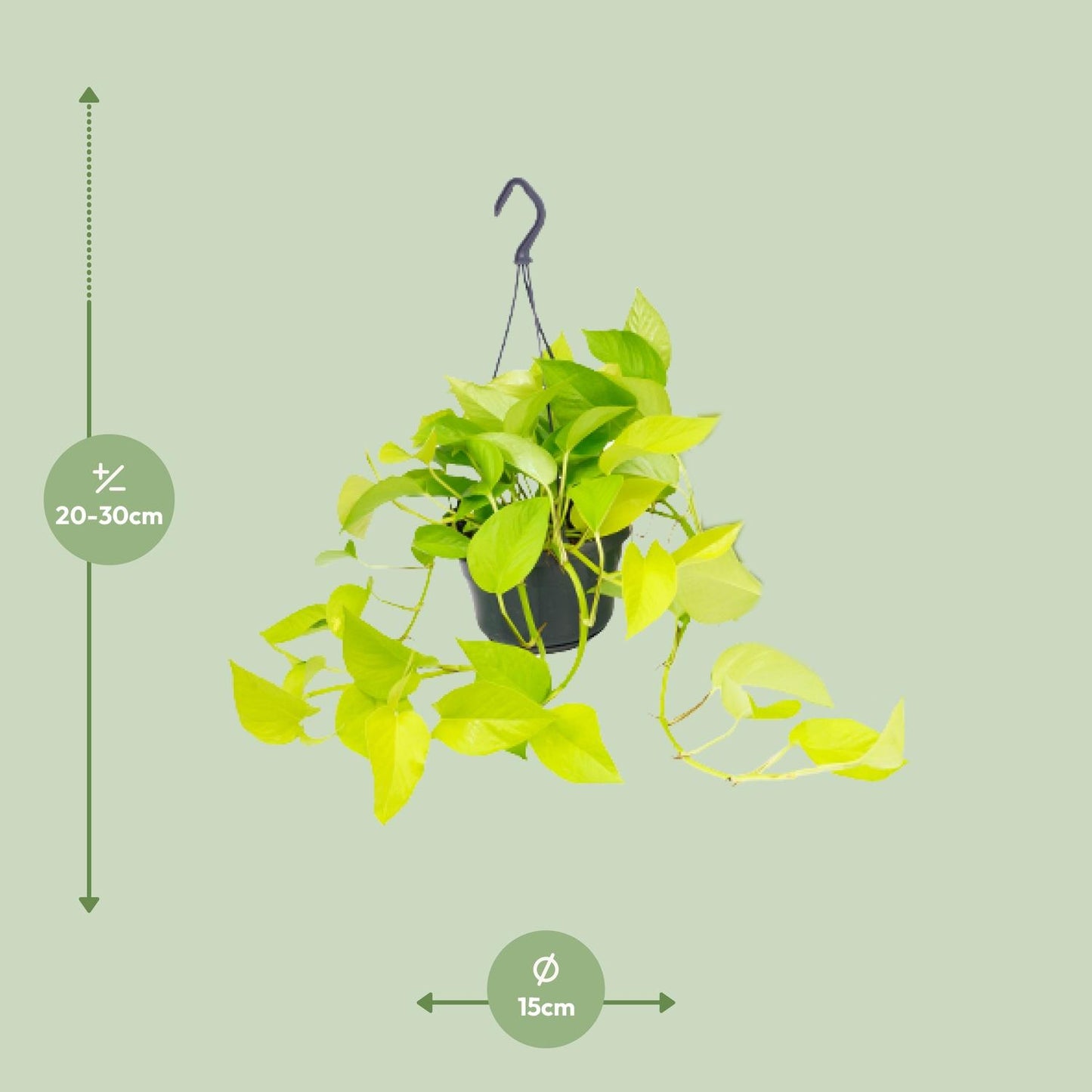 Epipremnum Golden Pothos in potmaat Ø15 cm – Goudgroene klimplant met hartvormige bladeren, hangend en luchtzuiverend – ↕25 cm"