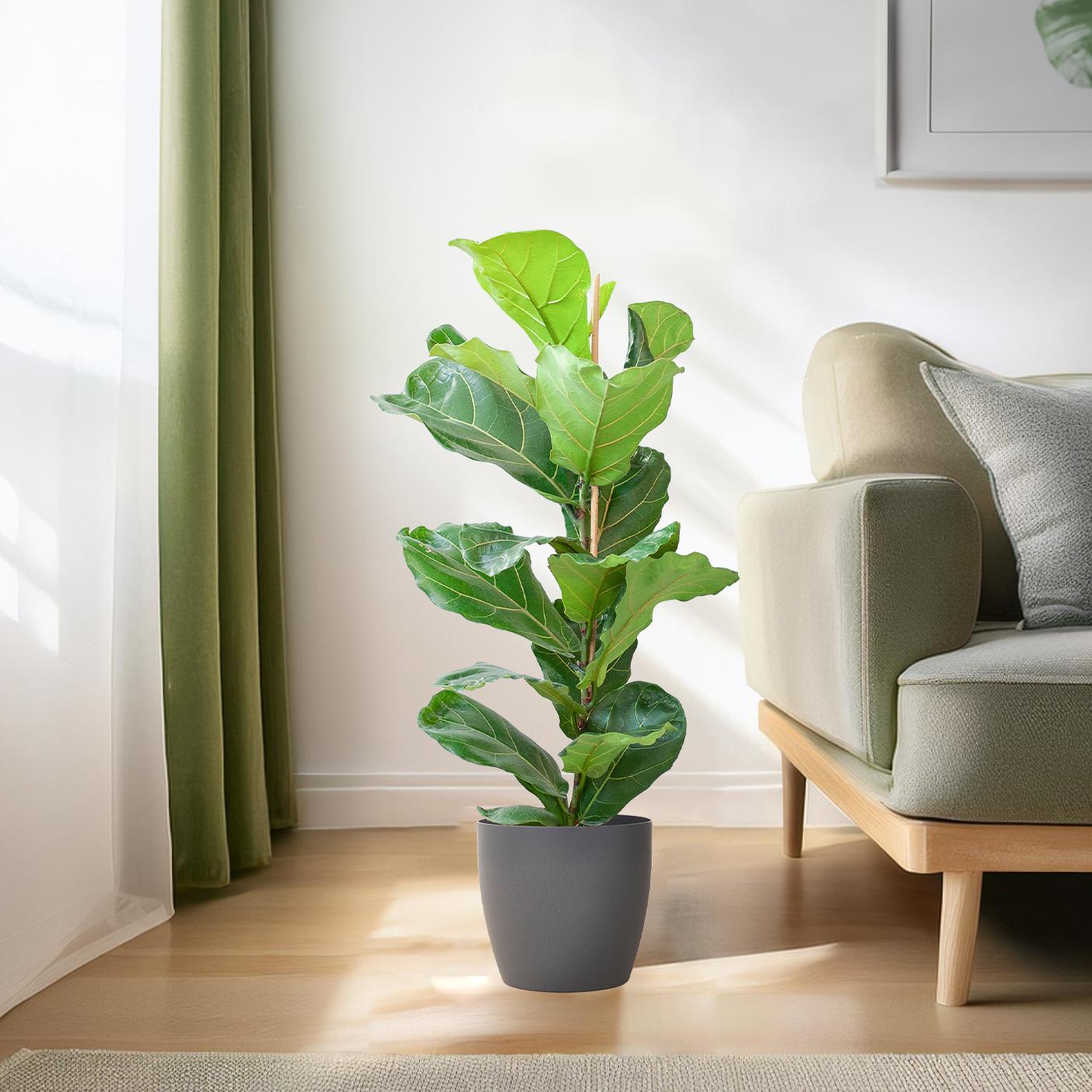 Ficus Lyrata (Vioolbladplant) van 80 cm in een grijze Viber pot Ø21 cm – grote bladeren, duurzaam en stijlvol