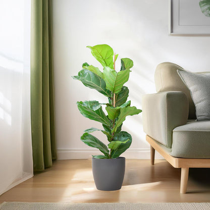 Ficus Lyrata (Vioolbladplant) van 80 cm in een grijze Viber pot Ø21 cm – grote bladeren, duurzaam en stijlvol