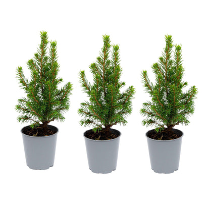 3x Mini-kerstboom | Picea Glauca Perfecta | Kerstactie