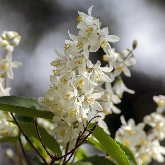 Deutzia Gracilis – weiße Blüte – 1 Pflanze – laubabwerfend – pflegeleicht – Topf 17 cm, Höhe 45 cm