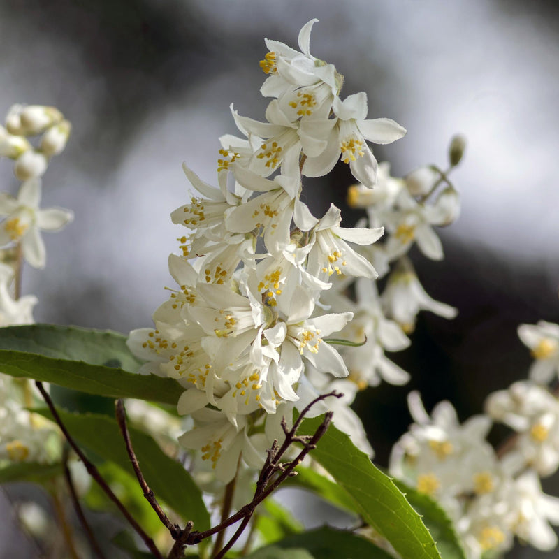 Deutzia gracilis | Buitenplant | Witte Bloeiende Deutzia - Planttoday