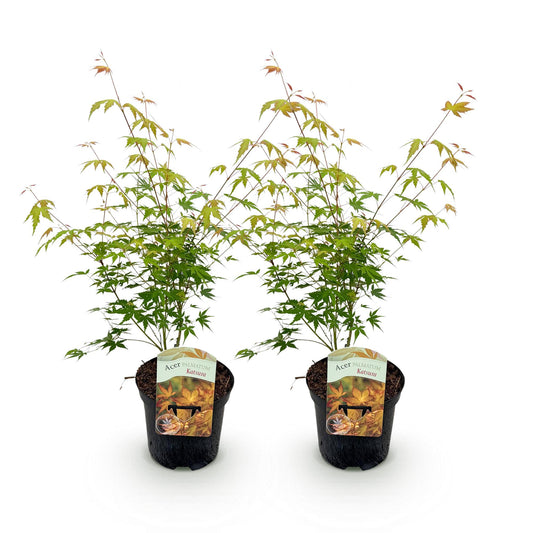 Japanse esdoorn voor balkon en terras