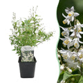 Deutzia gracilis | Buitenplant | Witte Bloeiende Deutzia - Planttoday