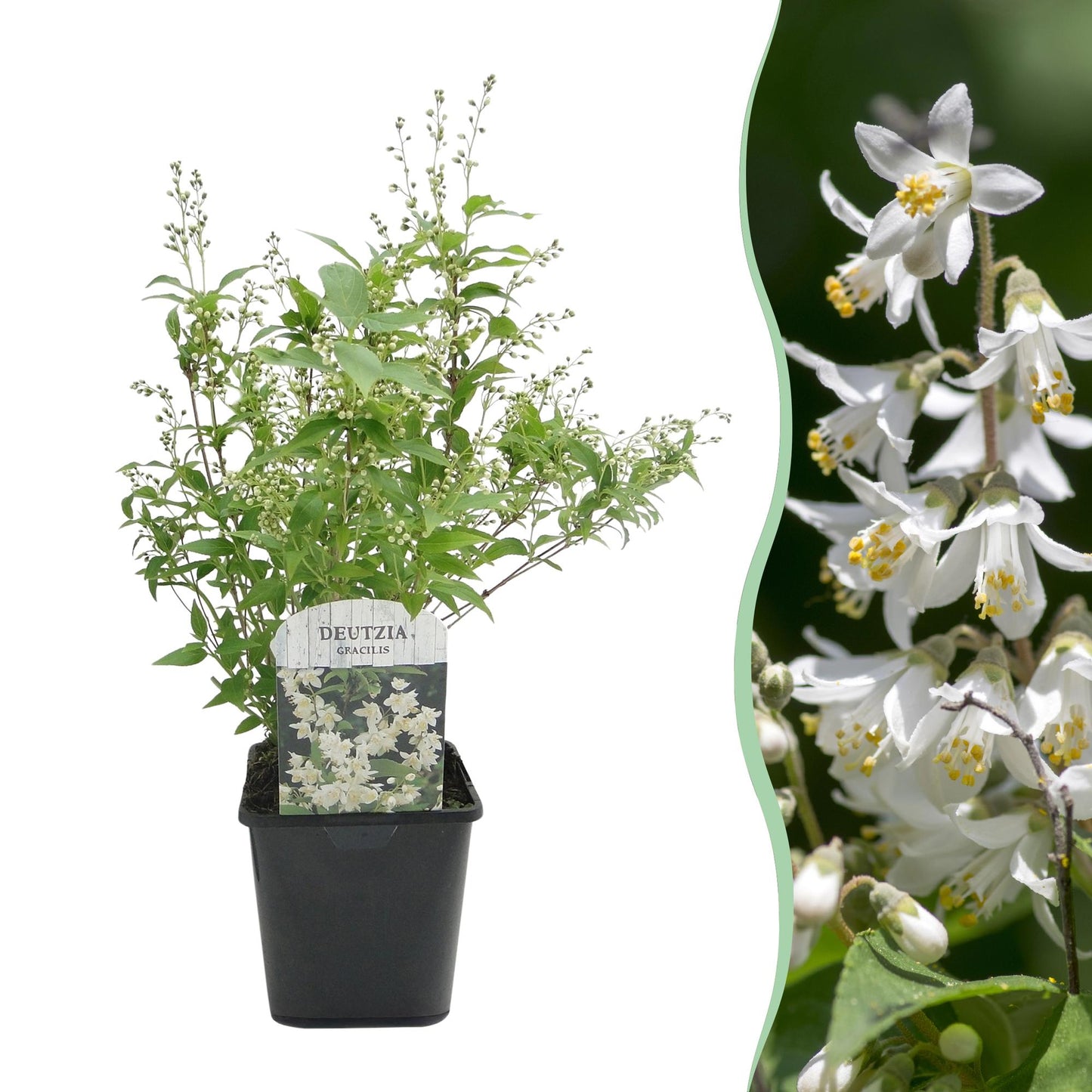 Deutzia Gracilis – weiße Blüte – 1 Pflanze – laubabwerfend – pflegeleicht – Topf 17 cm, Höhe 45 cm