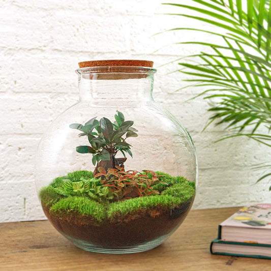 DIY Terrarium ‘Bolder Bob’ met Ficus Ginseng Bonsai, varen, Fittonia en bolmossen in glazen pot met kurk – Ø31 cm, hoogte 30 cm – zelfvoorzienend ecosysteem
