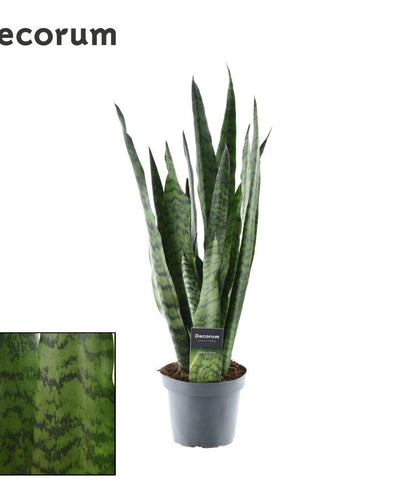 Sansevieria Zeylanica Decorum kamerplant Ø14cm hoogte ±55cm in interieur.Sansevieria is een voormalig geslacht dat in het APG III-systeem tot de aspergefamilie wordt gerekend. The Plant List erkent 66 soorten. Later is het geslacht toegevoegd aan het geslacht DracaenaStevige Sansevieria Zeylanica kamerplant voor binnen.