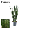 Sansevieria Zeylanica Decorum kamerplant Ø14cm hoogte ±55cm in interieur.Sansevieria is een voormalig geslacht dat in het APG III-systeem tot de aspergefamilie wordt gerekend. The Plant List erkent 66 soorten. Later is het geslacht toegevoegd aan het geslacht DracaenaStevige Sansevieria Zeylanica kamerplant voor binnen.