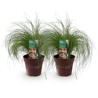 "Stipa tenuifolia ‘Pony Tails’ – siergras met fijne, golvende bladeren, set van 2 planten in pot Ø17cm, hoogte circa 50cm."