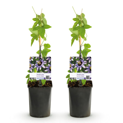 2 x Passion Flower -|Passiflora Damsels Delight | Purple with White Flower