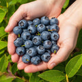 6 x Fruitplanten | Blauwe Bes | Vaccinium corymbossum Northland | Winterhard - Planttoday