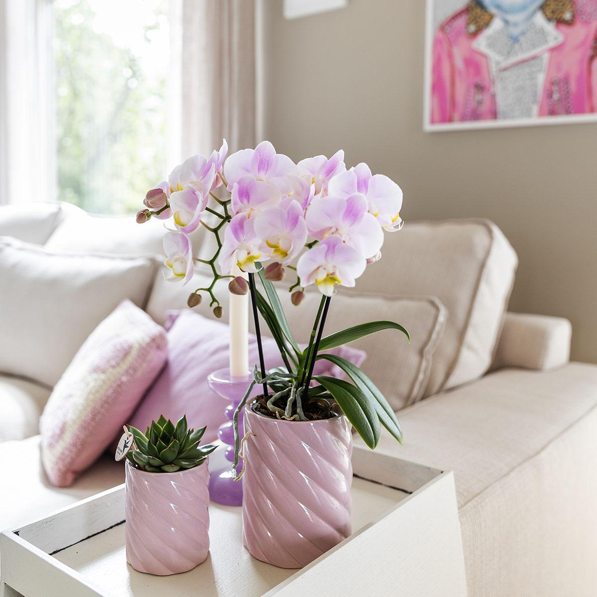 Roze Phalaenopsis Orchidee 'Portugal' kopen – Pot Ø9 cm | Bloeiende Kamerplant | Plant To Day