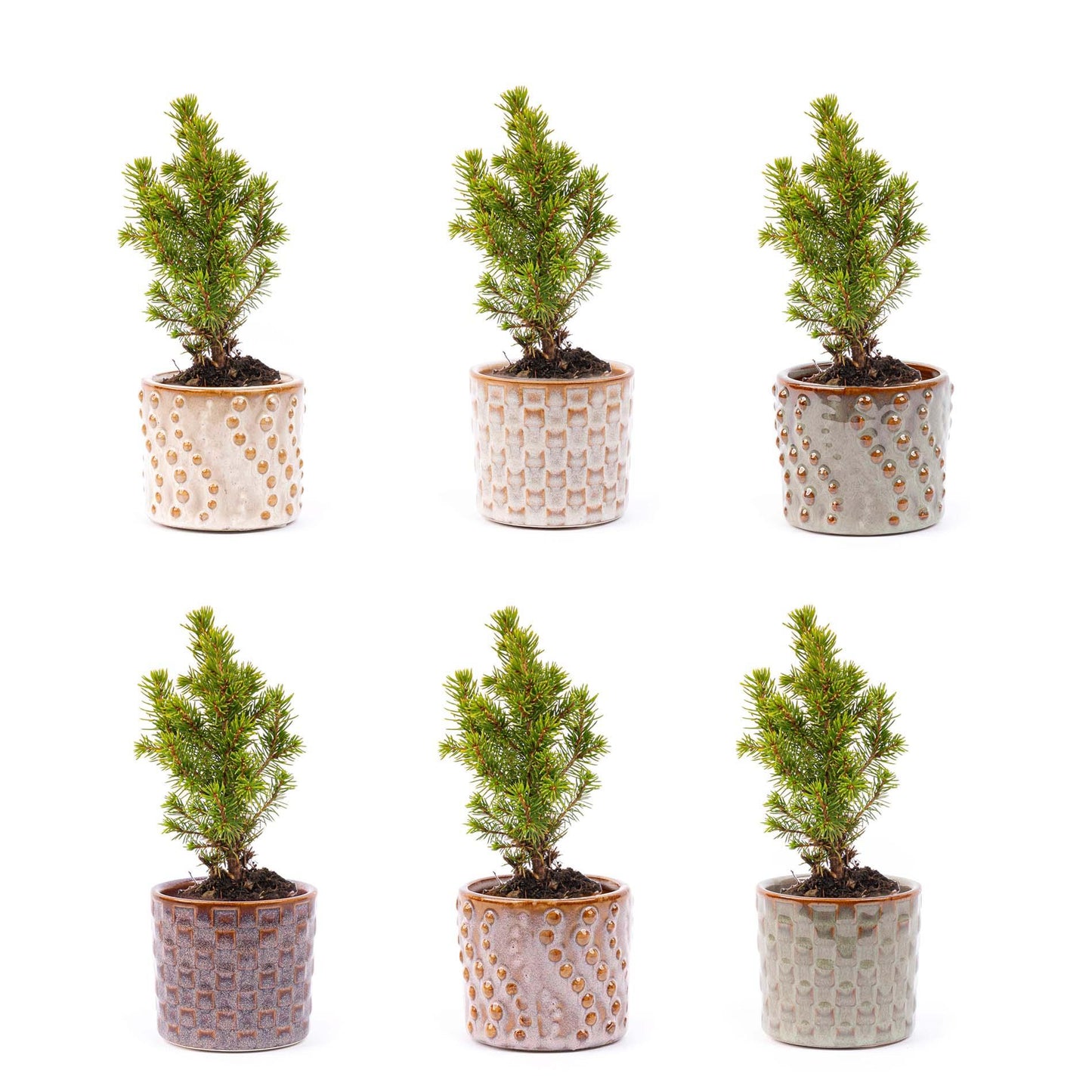 6x Mini-Kerstboom Madrid |Set