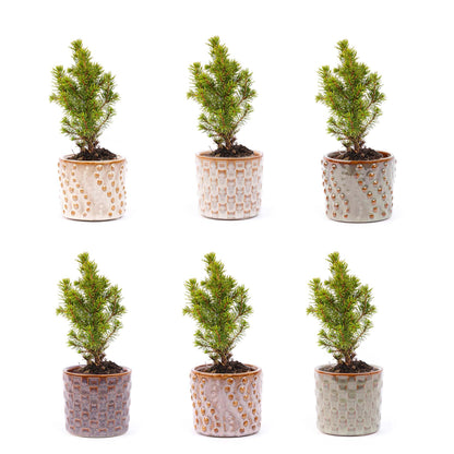 6x Mini-Kerstboom Madrid |Set