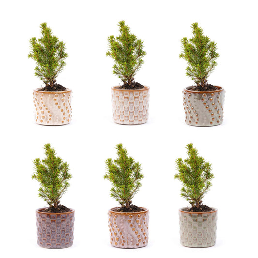6x Mini-Kerstboom Madrid |Set