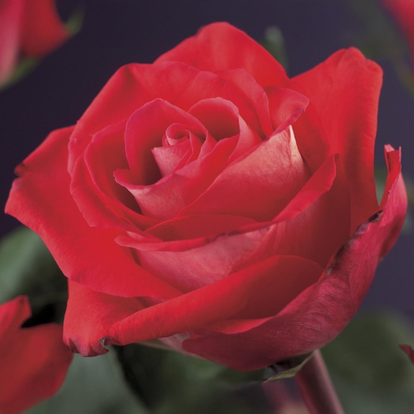 2 x Climbing Rose | Rosa Red Climber | Red Flower | Low Maintenance