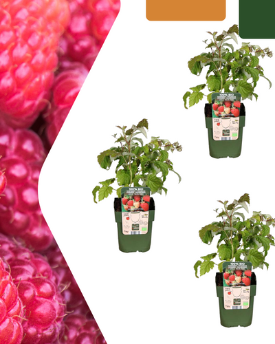 Biologisch SKAL-gecertificeerd fruitplanten pakket met zomerse bessen en vruchten bij Planttoday