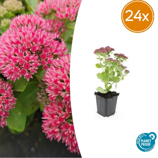 24x Sedum 'Herbstfreude' – winterharde, droogtetolerante vetplant met roze bloemen, geschikt voor bijen- en vlindervriendelijke tuinen, borders en rotstuinen