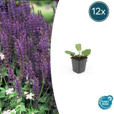 Salvia nemorosa 'Mainacht' | Buitenplant - Planttoday