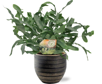 Phlebodium Aureum ‘Blue Star’ – Blauwvaren | Kamerplant | met  Beau Pot zwart