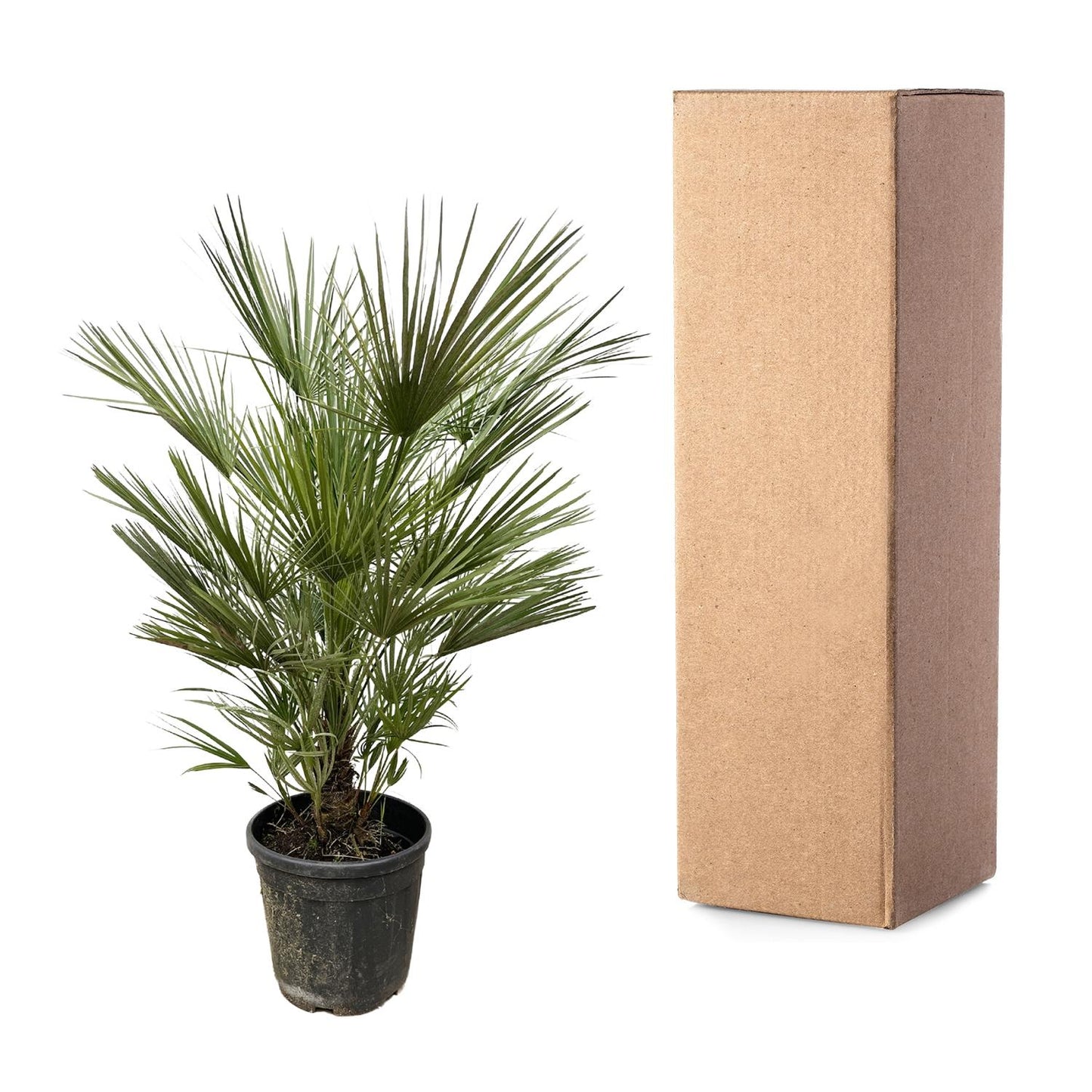 Chamaerops Humilis | Tuin | Kamerplant