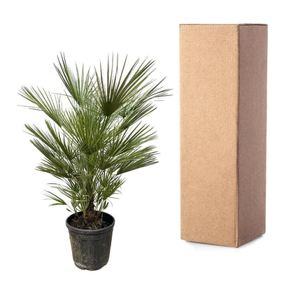 Chamaerops Humilis | Tuin | Kamerplant
