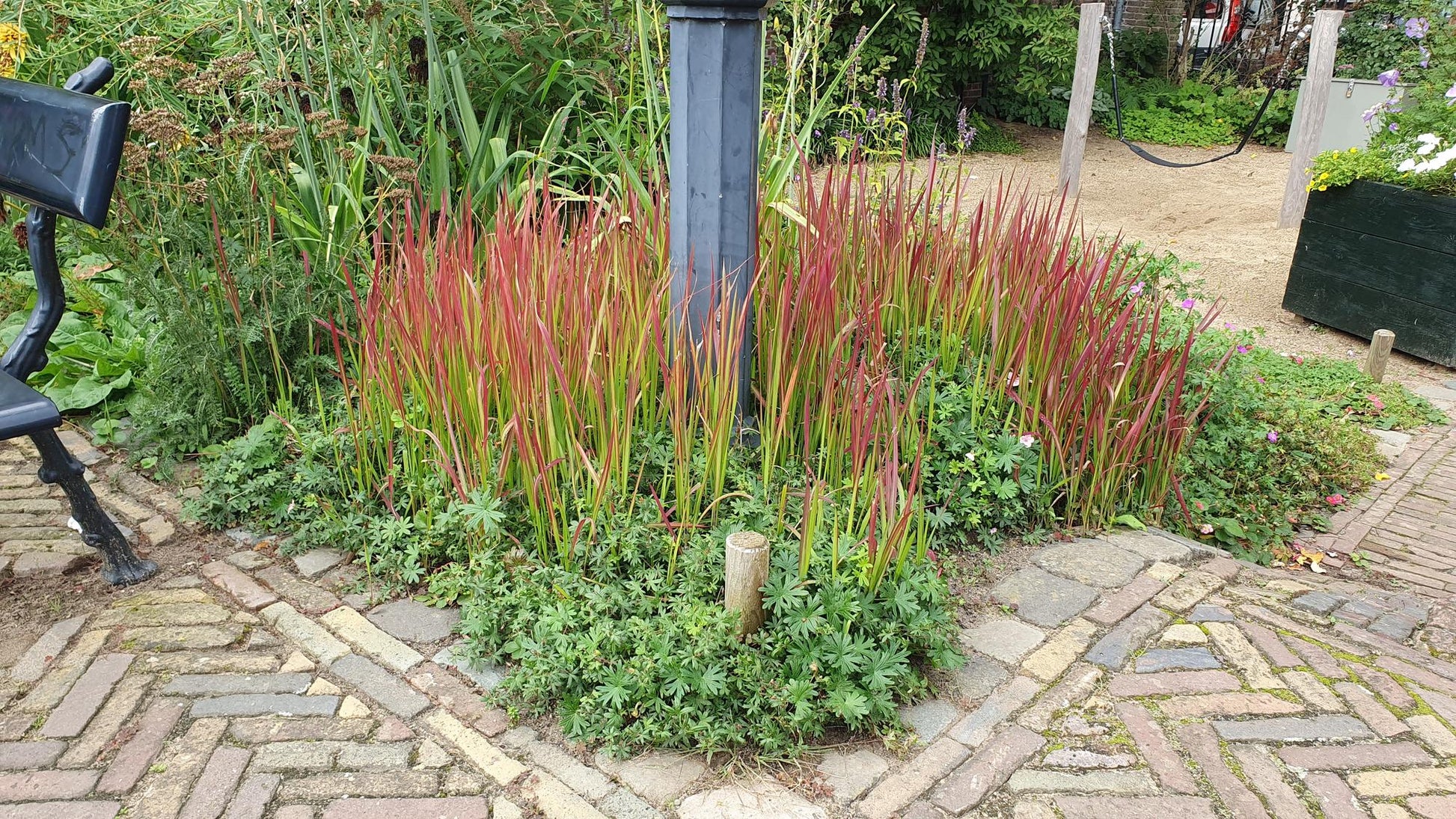 “Imperata cylindrica Red Baron Japans bloedgras met roodgroene bladeren in kweekpot Ø9cm, hoogte 10-25cm, siergras voor borders, potten en tuinaccenten”