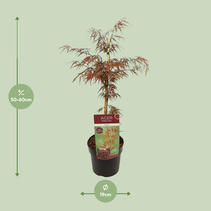 Acer palm. 'Garnet' - Ø19cm - ↕40cm Sierplant  - Japanse Esdoorn