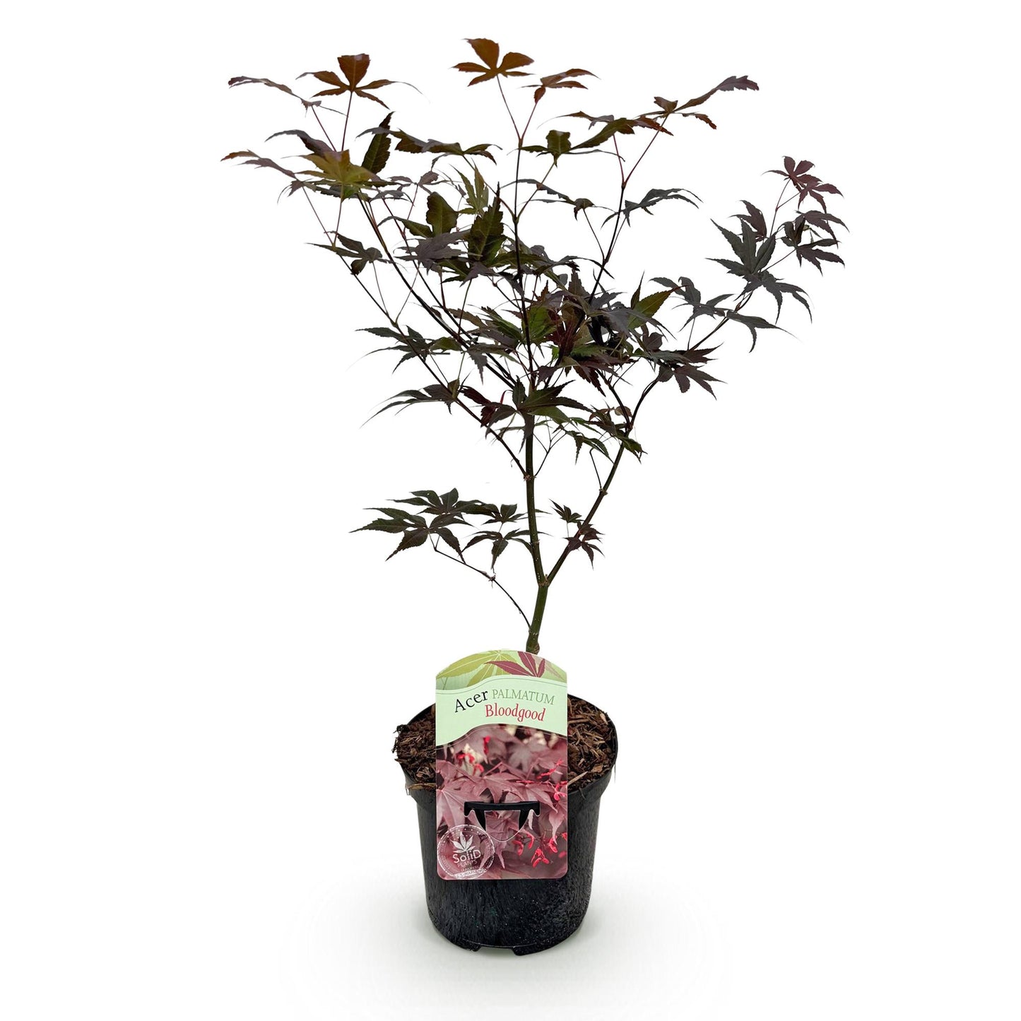 Acer palmatum 'Bloodgood' – Japanischer Ahorn mit tiefroten Blättern