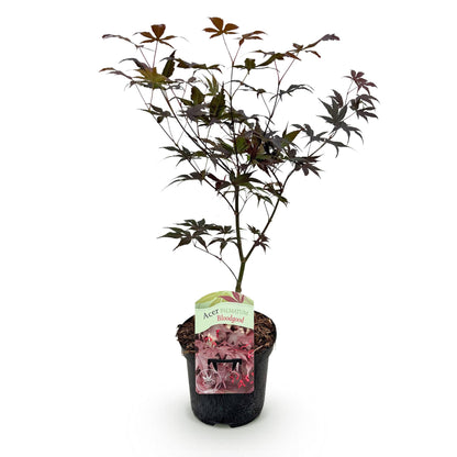 Acer palmatum 'Bloodgood' – Japanischer Ahorn mit tiefroten Blättern