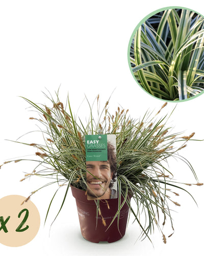 "Carex oshimensis ‘Everest’ – siergras met wit- en groenblad, set van 2 planten in pot Ø17cm, hoogte circa 50cm."