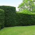 Taxus ‘Baccata’ – set van 20 haagplanten (100–125 cm) in 12L potten, wintergroene Venijnboom voor 10 meter dichte, klassieke haag.