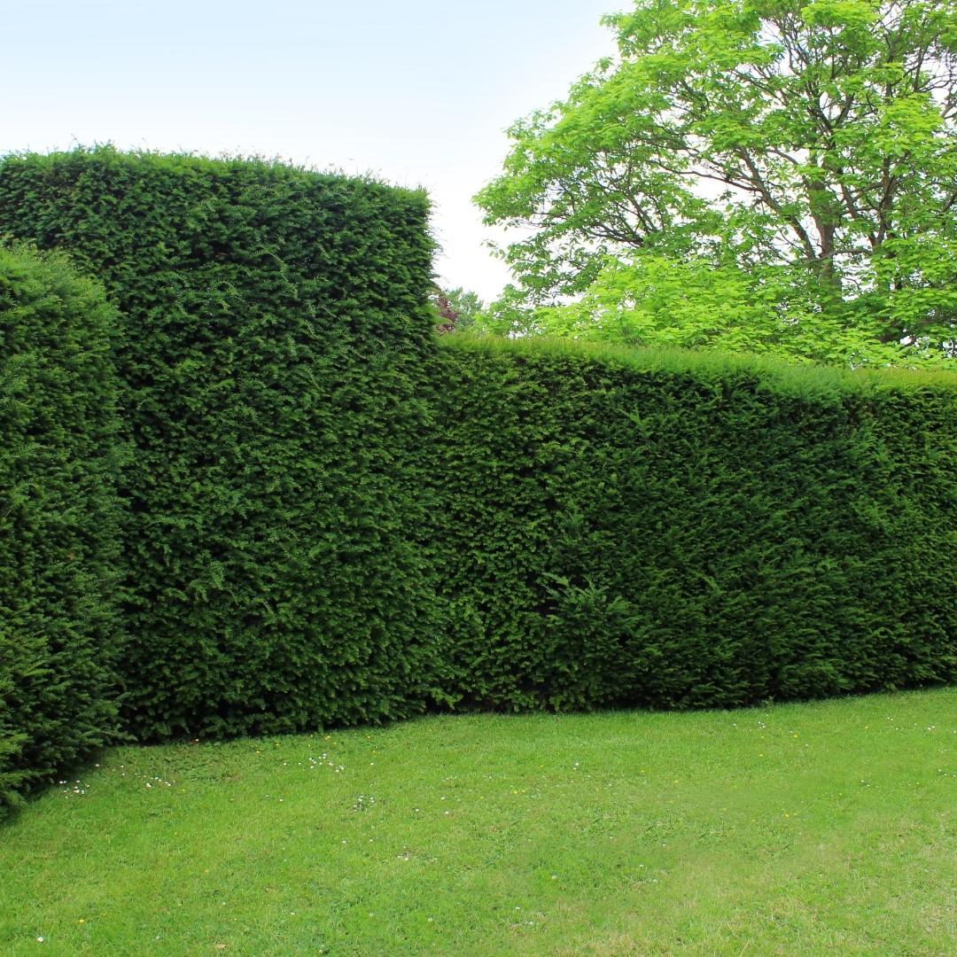 Taxus ‘Baccata’ – set van 20 haagplanten (100–125 cm) in 12L potten, wintergroene Venijnboom voor 10 meter dichte, klassieke haag.