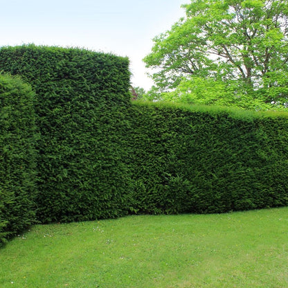 Taxus ‘Baccata’ – set van 20 haagplanten (100–125 cm) in 12L potten, wintergroene Venijnboom voor 10 meter dichte, klassieke haag.