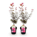 2x Acer palmatum Skeeter's Broom | Outdoor plant | Japanese maple