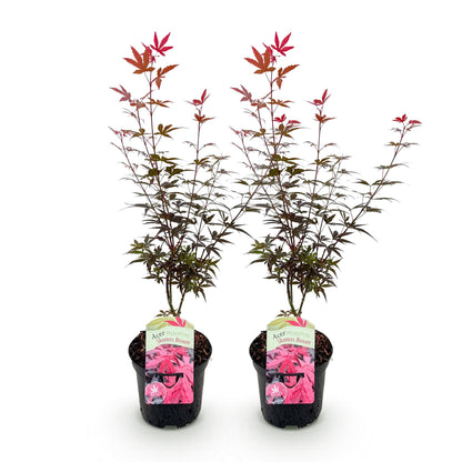 Japanischer Ahorn - Acer palmatum Skeetsers Broom - Lila - 2 Pflanzen