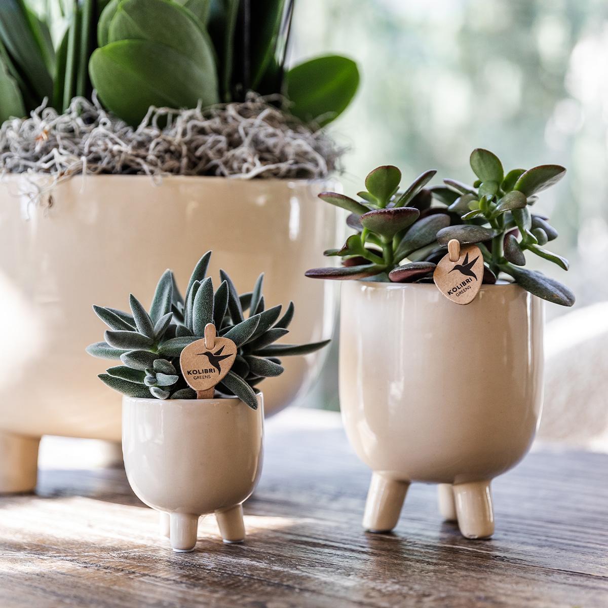 Rode Phalaenopsis orchidee – Congo + Gummy pot travertine – potmaat Ø9cm | bloeiende kamerplant in bloempot - vers van de kweker