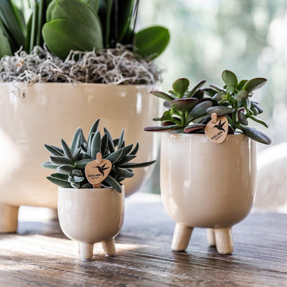 Rode Phalaenopsis orchidee – Congo + Gummy pot travertine – potmaat Ø9cm | bloeiende kamerplant in bloempot - vers van de kweker