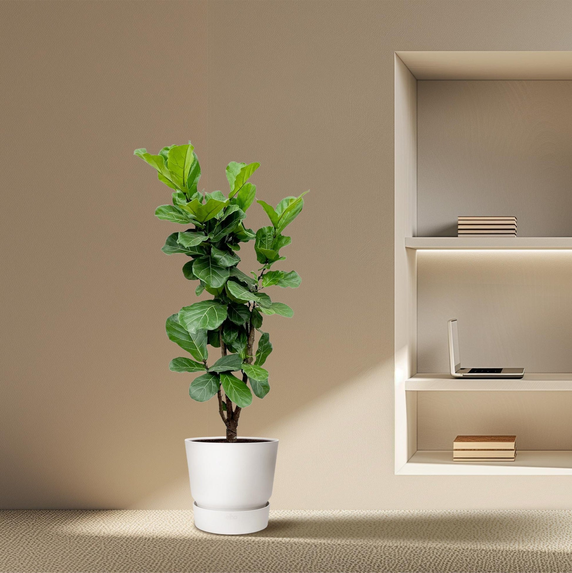 "Ficus Lyrata vertakt – Grote kamerplant met vioolvormige bladeren – 170 cm hoog – Ø32 cm pot – tropische blikvanger"