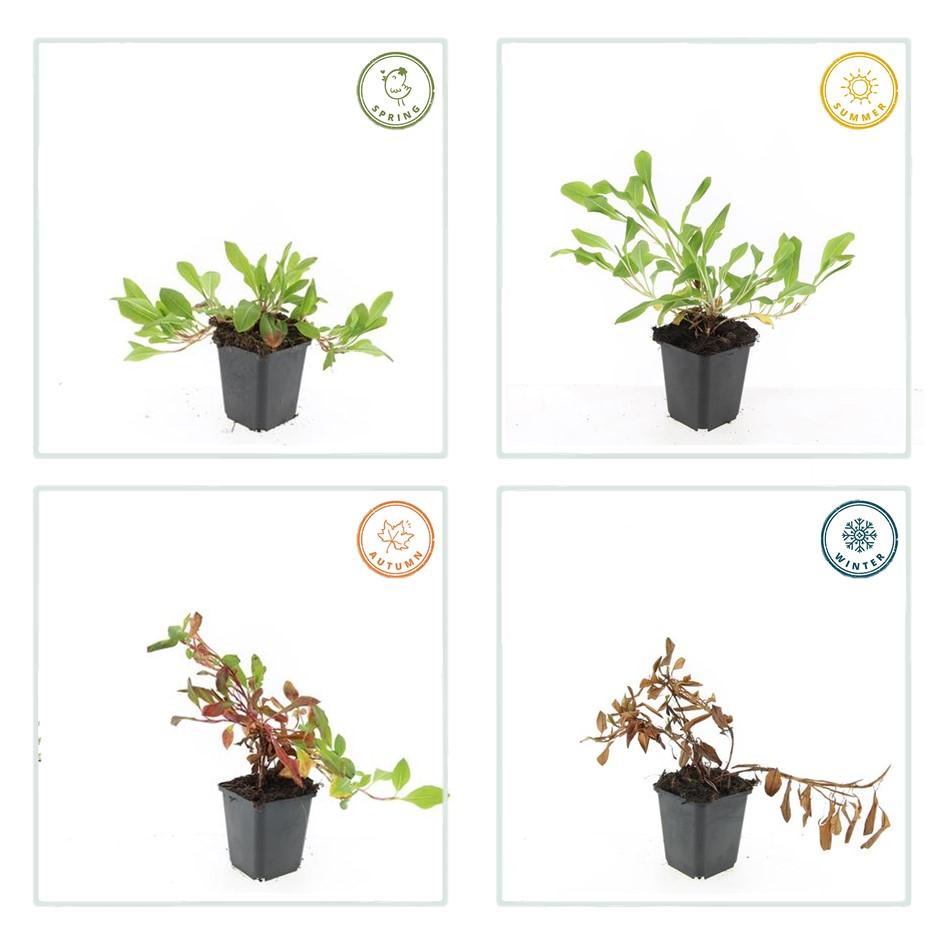 Persicaria aff. 'Darjeeling Red' - Tuinplant