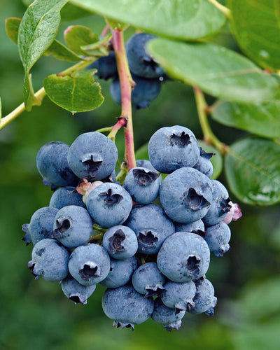 Blauwe bessenstruik met lichtblauwe vruchten voor tuin of balkon