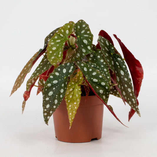 Begonia Maculata 'Wightii' met donkergroene bladeren, zilverwitte stippen en rode onderzijde in sierpot, Stippenplant