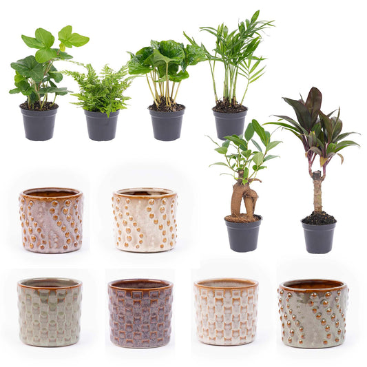Mini planten set 6 – inclusief 6 compacte kamerplanten met stijlvolle keramische potjes uit de Madrid collectie, ideaal voor vensterbank en tafel"