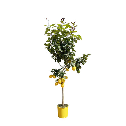 Citrus Lemon Boom – Citroenboom voor Binnen & Buiten – Geurende Bloemen ; Verse Vruchten